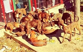 Photo of González Rojas: “El caso de los 18 perros abandonados evidencia la mala gestión del Zoosanitario y las carencias de sus instalaciones”
