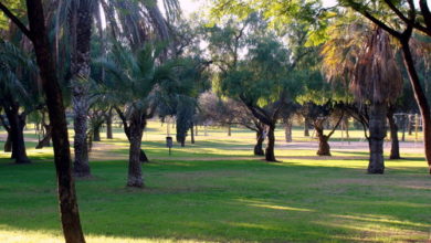 Photo of El Ayuntamiento estudiará, a instancias de IU, la plantación de huertos ecológicos en el Parque Amate