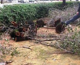 Photo of IU denuncia que los árboles del Bulevar de la Paz continúan cayéndose por la falta de podas y cuidados municipales