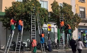 Photo of IU exige a Espadas que extreme el control sobre la recogida de naranjas para evitar accidentes laborales