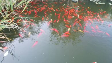 Photo of IU teme una nueva escabechina de peces en el Parque María Luisa a cuenta de la limpieza de los estanques