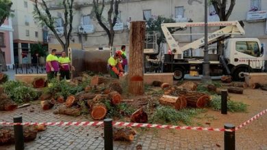 Photo of IU exige explicaciones urgentes a Espadas ante la “tala desmedida” llevada a cabo por el Ayuntamiento en el Pumarejo