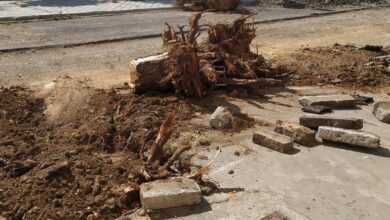 Photo of Adelante lamenta el arboricidio de San José de Calasanz y exige a EMASESA cumplir su compromiso de plantar 310 árboles