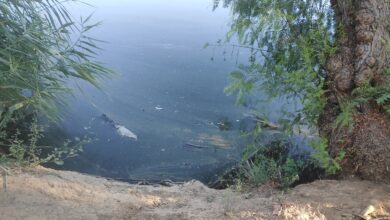 Photo of Adelante alerta de la existencia de peces muertos, malos olores y suciedad en los estanques del Parque Miraflores