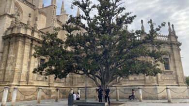 Photo of Rojas lamenta el deterioro del magnolio de la Catedral “tras las falsas promesas de Espadas para su recuperación”