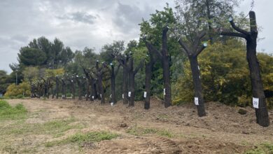Photo of Rojas exige explicaciones al gobierno municipal “por dejar abandonados a los árboles eliminados por el tranvía” en la depuradora de Tablada