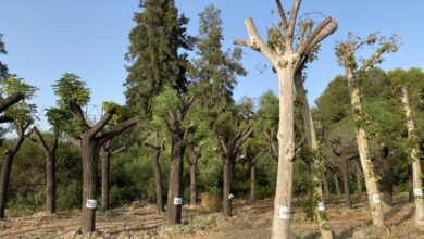 Photo of Rojas exige que Parques y Jardines asuma el mantenimiento de los árboles trasplantados en Tablada por las obras del tranvía