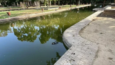 Photo of Muerte de animales en Parque Maria Luisa (Pregunta para Comisión de Control_ Septiembre 2025)