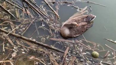 Photo of Muerte de gansos en Parque Tamarguillo (Pregunta para Comisión de Control_Septiembre 2025)
