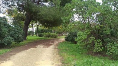 Photo of Anillo Verde Sevilla (Pregunta para la Comisión de Control- Febrero 2026)