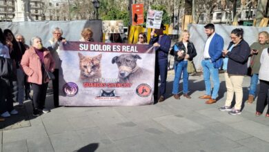 Photo of Colonias felinas (Pregunta para la Comisión de Control- Marzo 2026)